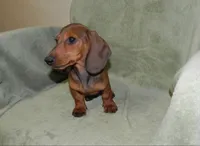 Atlas (ON HOLD), a male Miniature Dachshund for sale in Hillsboro, MO – 1 of 4