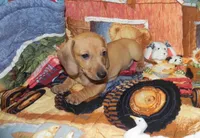 AKC Axel, a male Dachshund for sale in Hillsboro, MO – 4 of 8