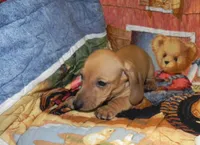 AKC Axel, a male Dachshund for sale in Hillsboro, MO – 3 of 8