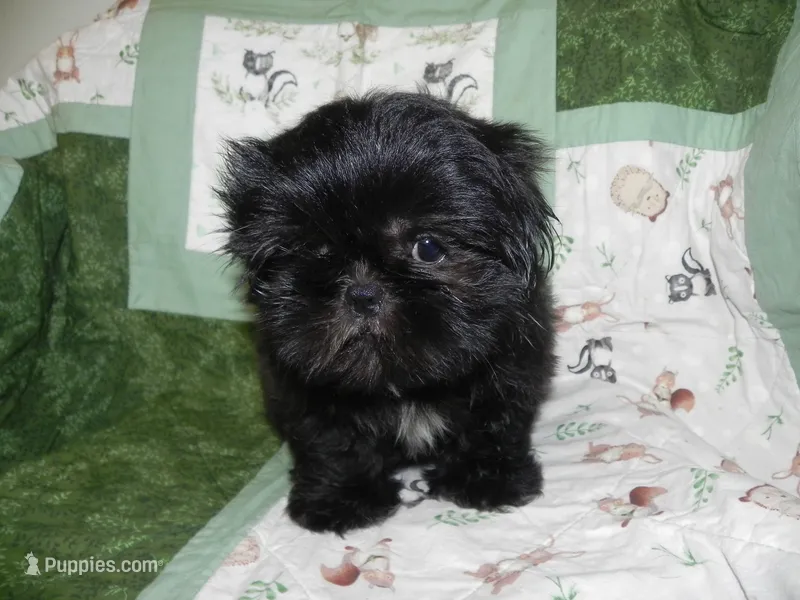 Cricket – Shih Tzu puppy for sale in Hillsboro, MO