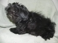Cricket, a female Shih Tzu for sale in Hillsboro, MO – 3 of 9