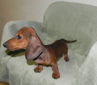 Atlas (ON HOLD), a male Miniature Dachshund for sale in Hillsboro, MO – 2 of 4