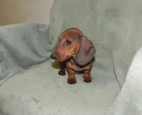 Atlas (ON HOLD), a male Miniature Dachshund for sale in Hillsboro, MO – 4 of 4