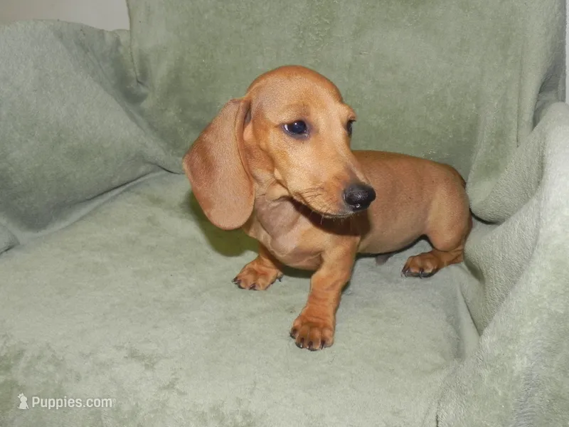 AKC Red Smooth Male – Miniature Dachshund puppy for sale in Hillsboro, MO