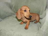 Ace, a male Miniature Dachshund for sale in Hillsboro, MO – 4 of 4