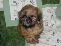 AKC Chip, a male Shih Tzu for sale in Hillsboro, MO – 8 of 8
