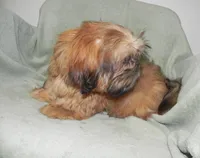 Chip, a male Shih Tzu for sale in Hillsboro, MO – 5 of 7