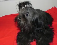 Cricket, a female Shih Tzu for sale in Hillsboro, MO – 5 of 9
