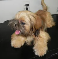Chip, a male Shih Tzu for sale in Hillsboro, MO – 3 of 8