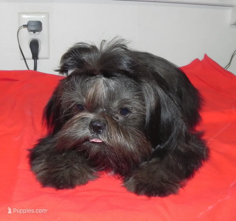 Cricket – Shih Tzu puppy for sale in Hillsboro, MO