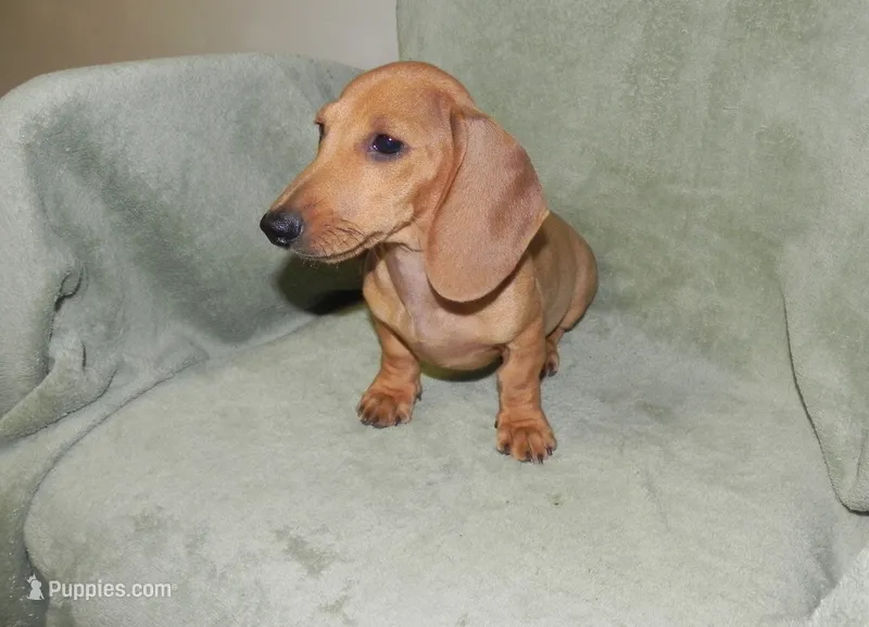 Ace – Miniature Dachshund puppy for sale in Hillsboro, MO