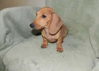 Ace, a male Miniature Dachshund for sale in Hillsboro, MO – 2 of 4