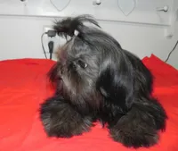 Cricket, a female Shih Tzu for sale in Hillsboro, MO – 6 of 9