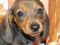 AKC Atlas, a male Miniature Dachshund for sale in Hillsboro, MO – 9 of 9
