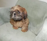 Chip, a male Shih Tzu for sale in Hillsboro, MO – 2 of 7