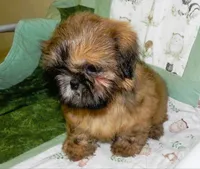 AKC Chip, a male Shih Tzu for sale in Hillsboro, MO – 5 of 8