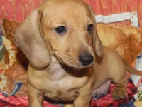 AKC Axel, a male Dachshund for sale in Hillsboro, MO – 8 of 8