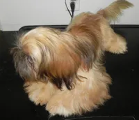 Chip, a male Shih Tzu for sale in Hillsboro, MO – 4 of 8