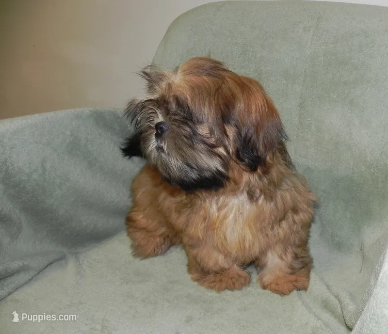 Chip – Shih Tzu puppy for sale in Hillsboro, MO