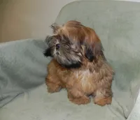 Chip, a male Shih Tzu for sale in Hillsboro, MO – 1 of 7