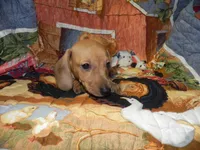 AKC Axel, a male Dachshund for sale in Hillsboro, MO – 6 of 8
