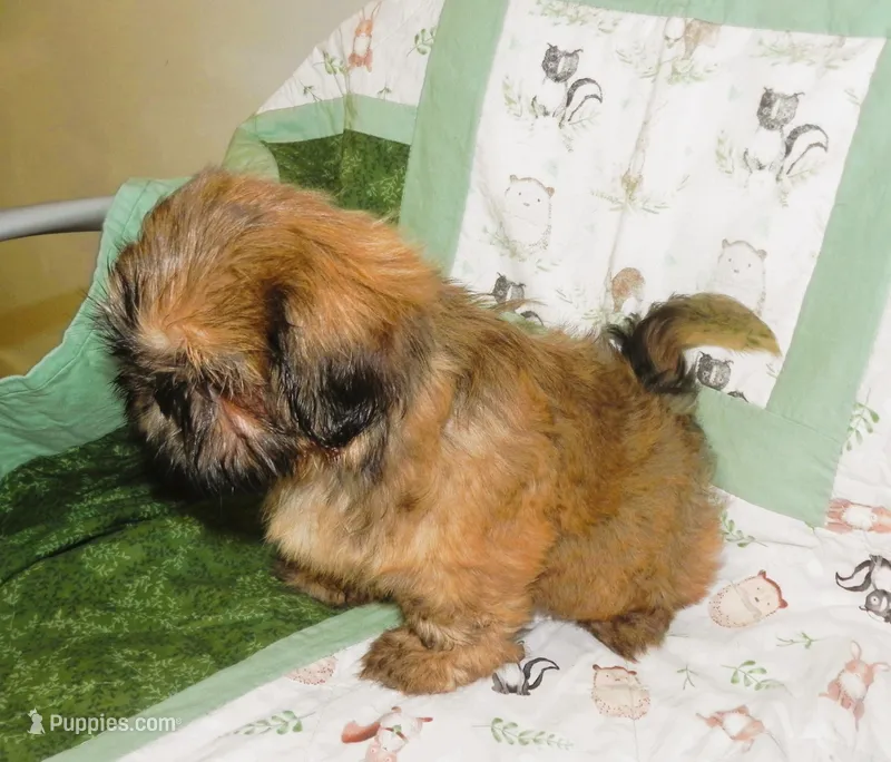 Chip – Shih Tzu puppy for sale in Hillsboro, MO