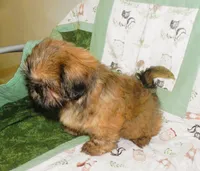 AKC Chip, a male Shih Tzu for sale in Hillsboro, MO – 2 of 8