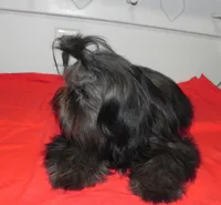 Cricket, a female Shih Tzu for sale in Hillsboro, MO – 8 of 9
