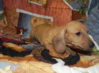 AKC Axel, a male Dachshund for sale in Hillsboro, MO – 5 of 8