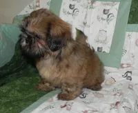 AKC Chip, a male Shih Tzu for sale in Hillsboro, MO – 4 of 8