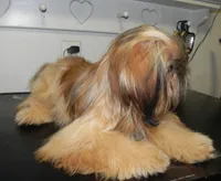 Chip, a male Shih Tzu for sale in Hillsboro, MO – 8 of 8