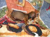 Annie, a female Miniature Dachshund for sale in Hillsboro, MO – 7 of 7