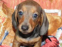 Annie, a female Miniature Dachshund for sale in Hillsboro, MO – 6 of 7