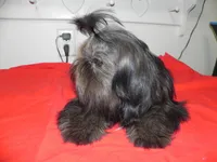 Cricket, a female Shih Tzu for sale in Hillsboro, MO – 9 of 9