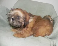 Chip, a male Shih Tzu for sale in Hillsboro, MO – 6 of 7