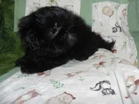 AKC Cricket, a female Shih Tzu for sale in Hillsboro, MO – 8 of 10