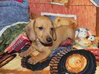 AKC Axel, a male Dachshund for sale in Hillsboro, MO – 1 of 8