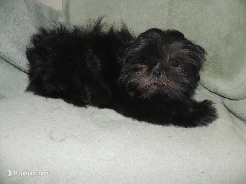 Cricket – Shih Tzu puppy for sale in Hillsboro, MO