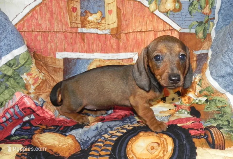 Annie – Miniature Dachshund puppy for sale in Hillsboro, MO