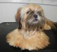 Chip, a male Shih Tzu for sale in Hillsboro, MO – 5 of 8