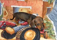 AKC Atlas, a male Miniature Dachshund for sale in Hillsboro, MO – 6 of 9