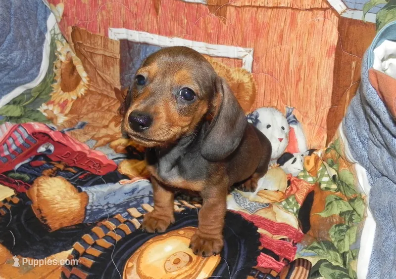 Atlas – Miniature Dachshund puppy for sale in Hillsboro, MO