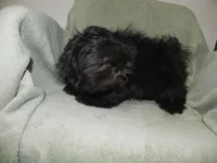 Cricket, a female Shih Tzu for sale in Hillsboro, MO – 4 of 9