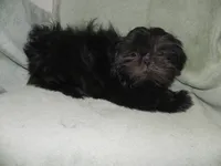 Cricket, a female Shih Tzu for sale in Hillsboro, MO – 5 of 9