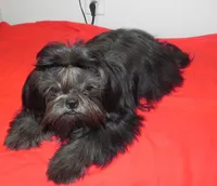 Cricket, a female Shih Tzu for sale in Hillsboro, MO – 2 of 9