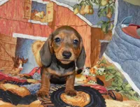 AKC Atlas, a male Miniature Dachshund for sale in Hillsboro, MO – 5 of 9