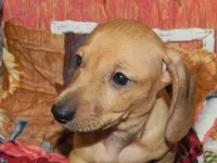 AKC Axel, a male Dachshund for sale in Hillsboro, MO – 7 of 8