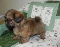 AKC Chip, a male Shih Tzu for sale in Hillsboro, MO – 3 of 8