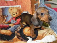 AKC Atlas, a male Miniature Dachshund for sale in Hillsboro, MO – 3 of 9