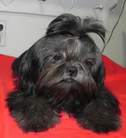 Cricket, a female Shih Tzu for sale in Hillsboro, MO – 1 of 9